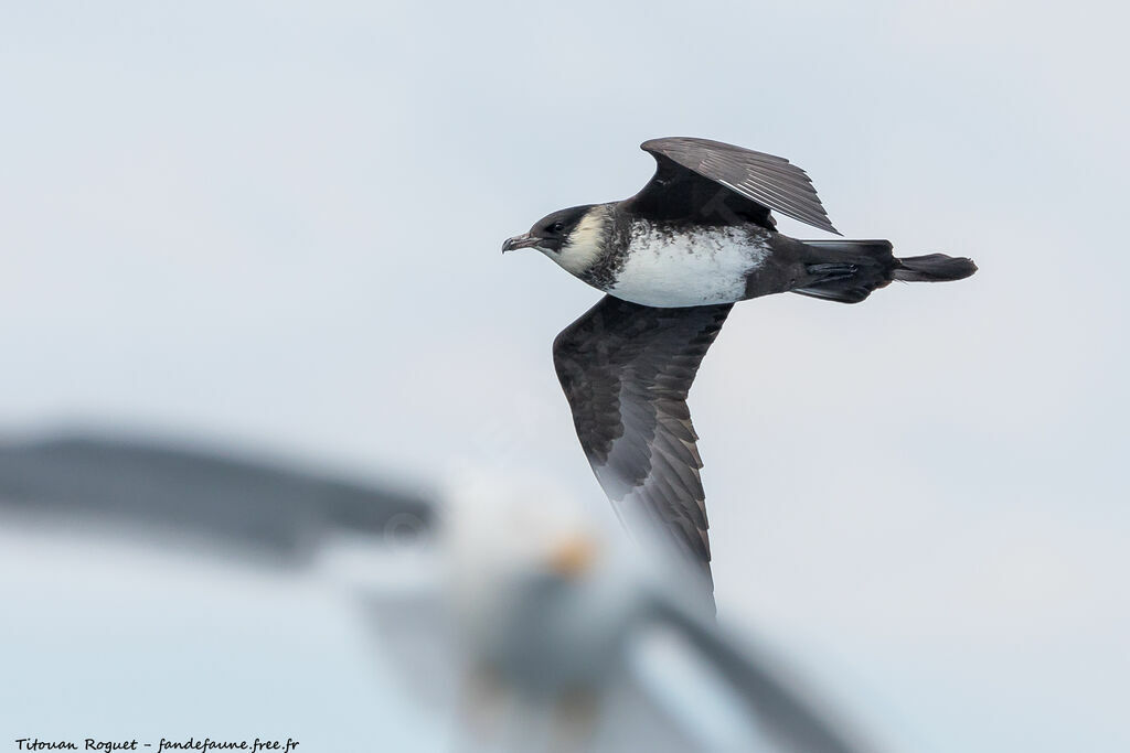 Pomarine Jaeger