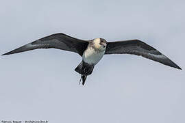 Pomarine Jaeger