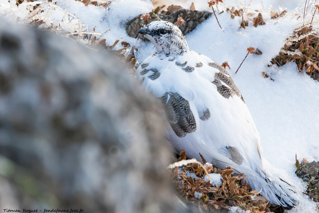 Rock Ptarmigan