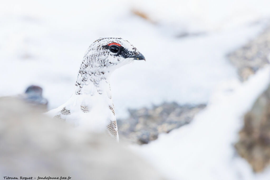 Rock Ptarmigan