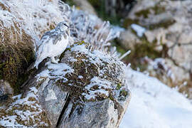 Rock Ptarmigan