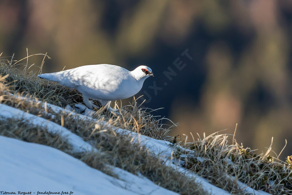 Rock Ptarmigan