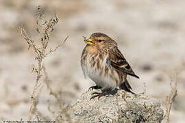 Twite