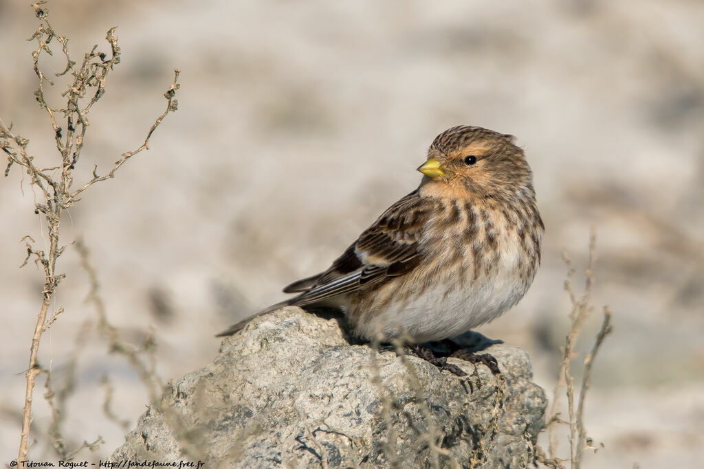 Twiteadult post breeding, Behaviour