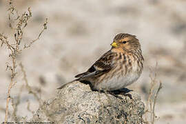 Twite