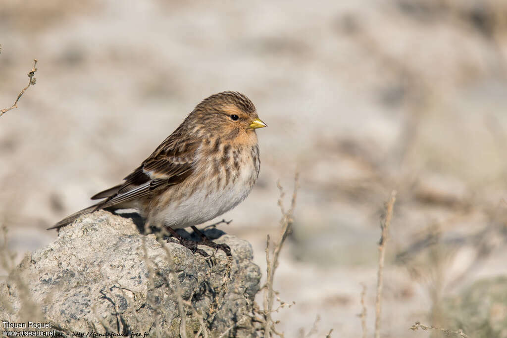 Twite male adult, pigmentation