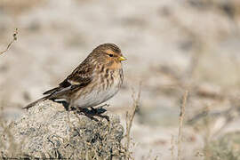 Twite