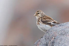 Twite