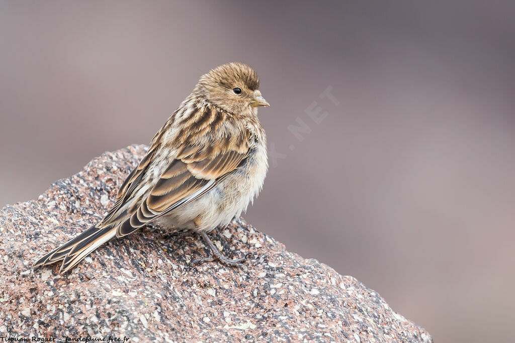 Twite