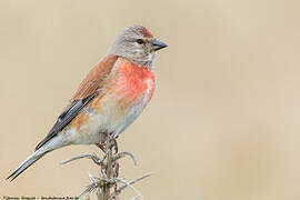 Common Linnet