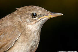 Savi's Warbler