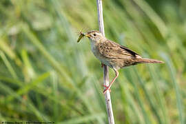 Common Grasshopper Warbler