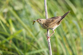 Common Grasshopper Warbler