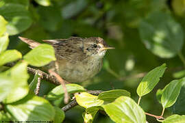 Common Grasshopper Warbler