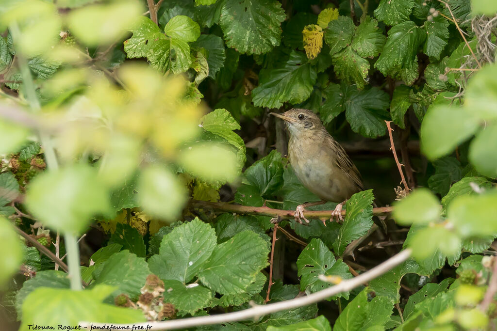 Common Grasshopper Warbler, identification