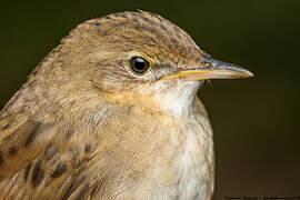 Common Grasshopper Warbler