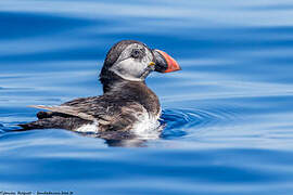 Atlantic Puffin