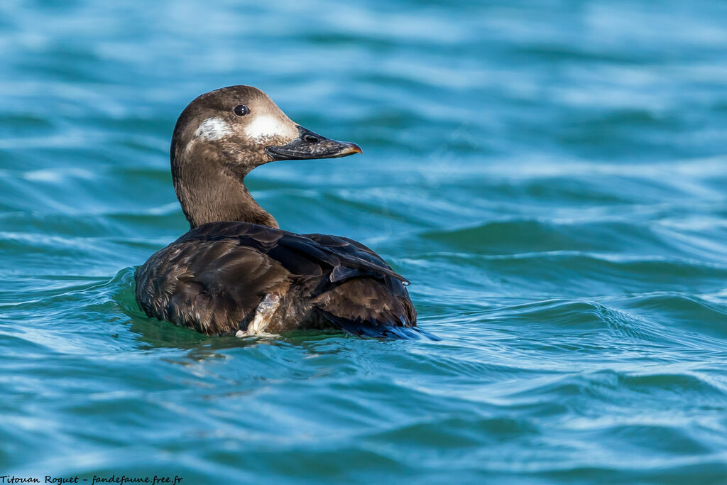 Velvet Scoter