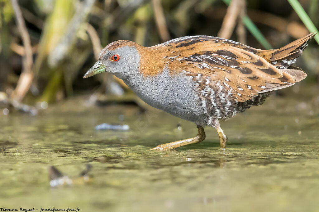 Baillon's Crake