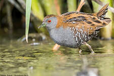 Marouette de Baillon