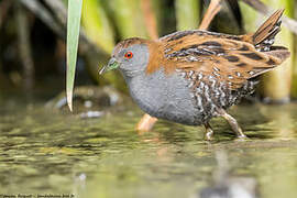 Baillon's Crake