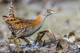 Baillon's Crake