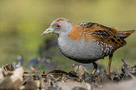 Baillon's Crake