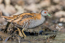 Baillon's Crake