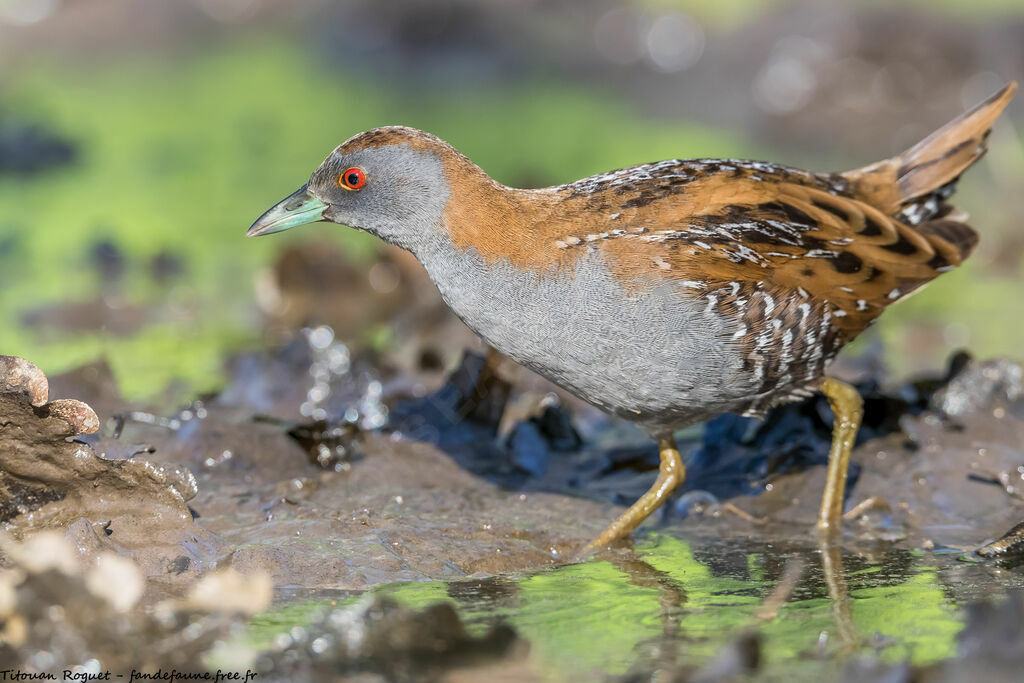 Baillon's Crake