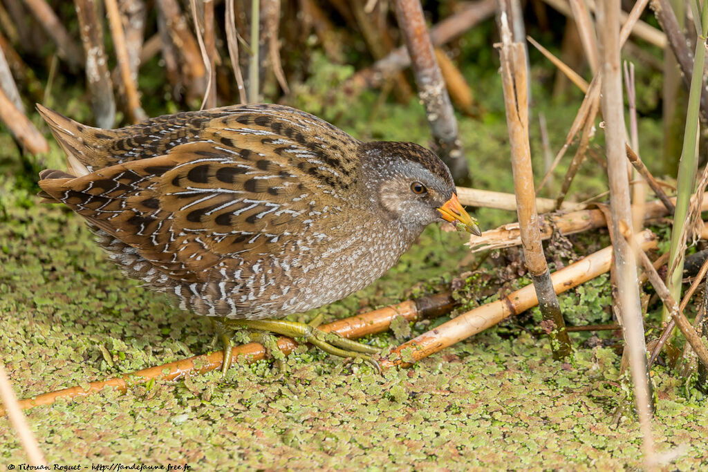 Spotted Crake