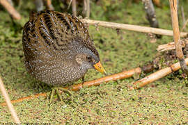 Spotted Crake