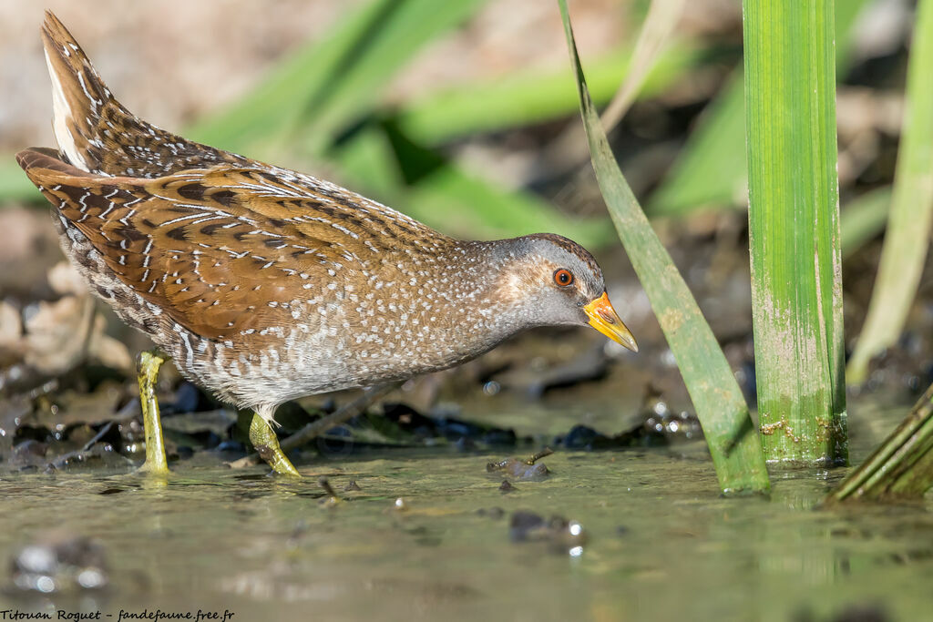 Spotted Crake