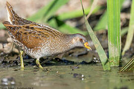 Spotted Crake