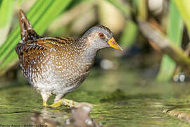 Spotted Crake