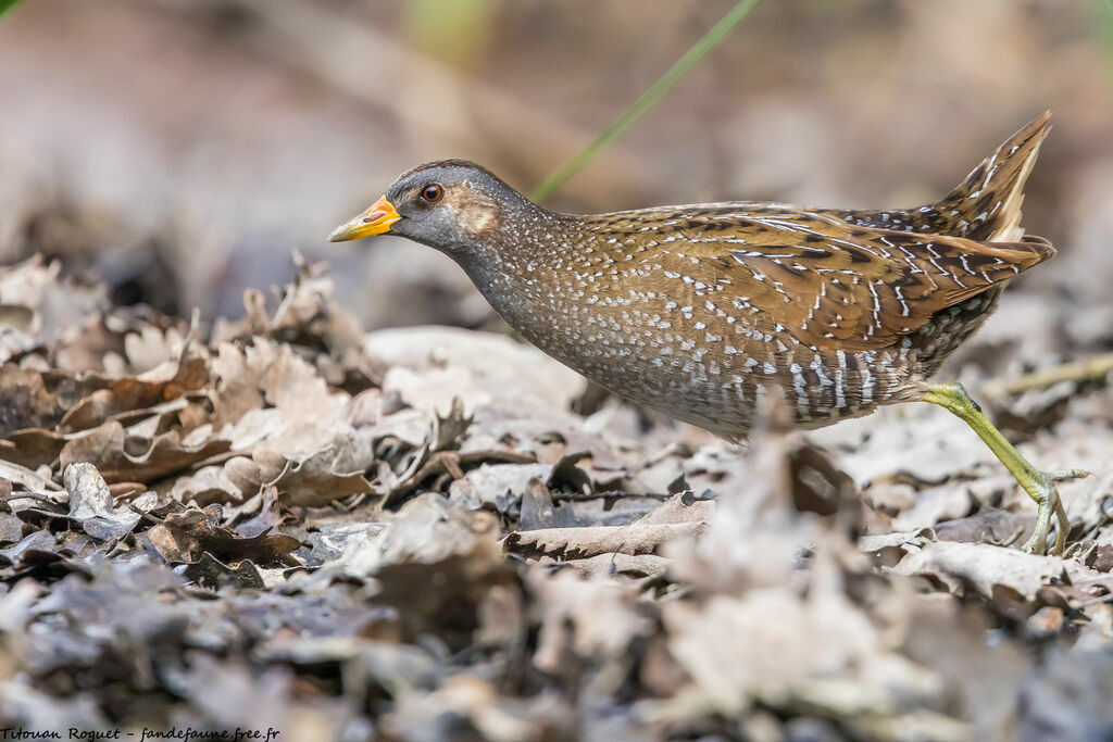 Spotted Crake