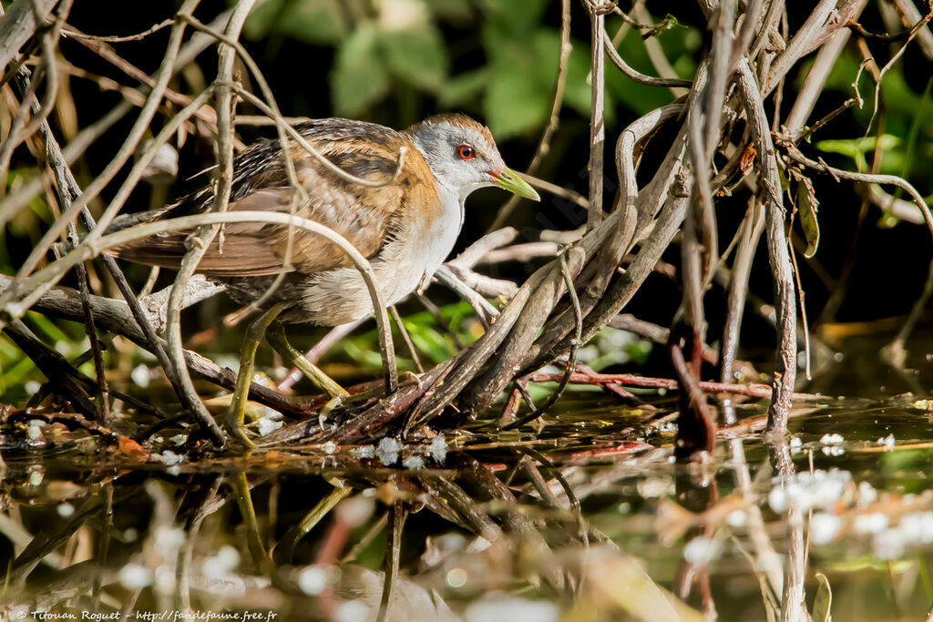 Little Crake female adult, identification, close-up portrait, walking