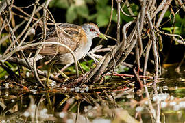 Little Crake