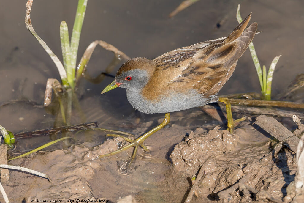 Little Crake