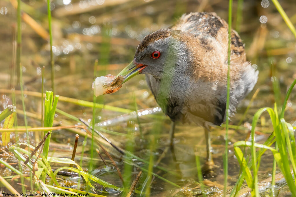 Little Crake, eats