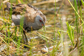 Little Crake