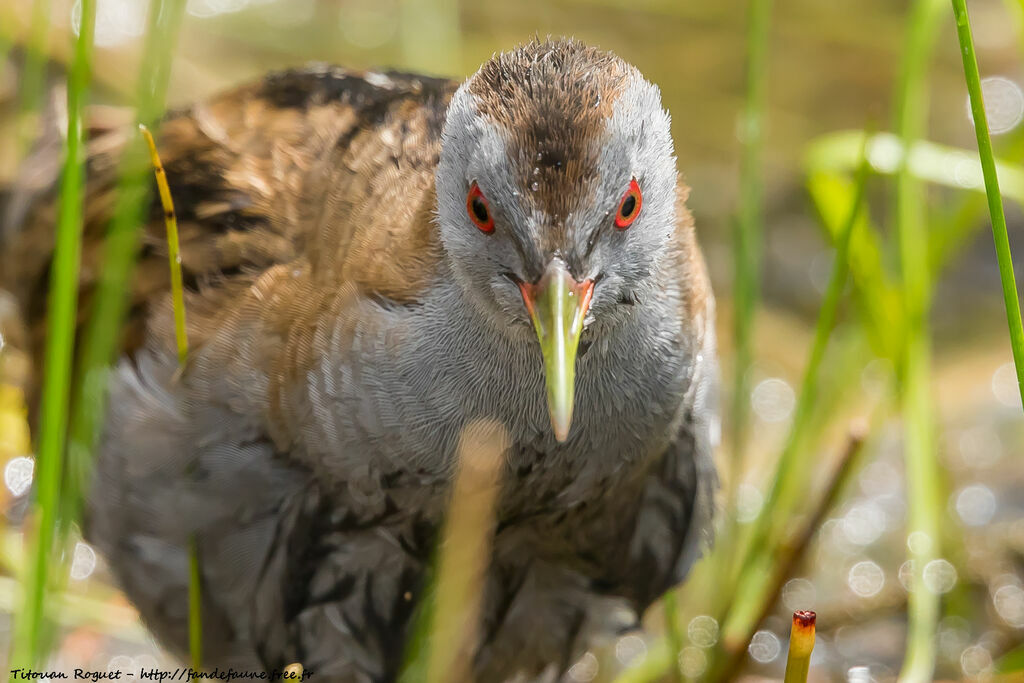 Little Crake