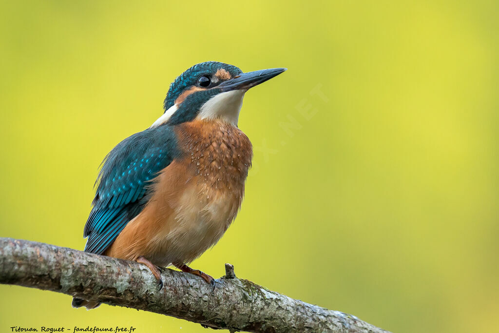 Common Kingfisher