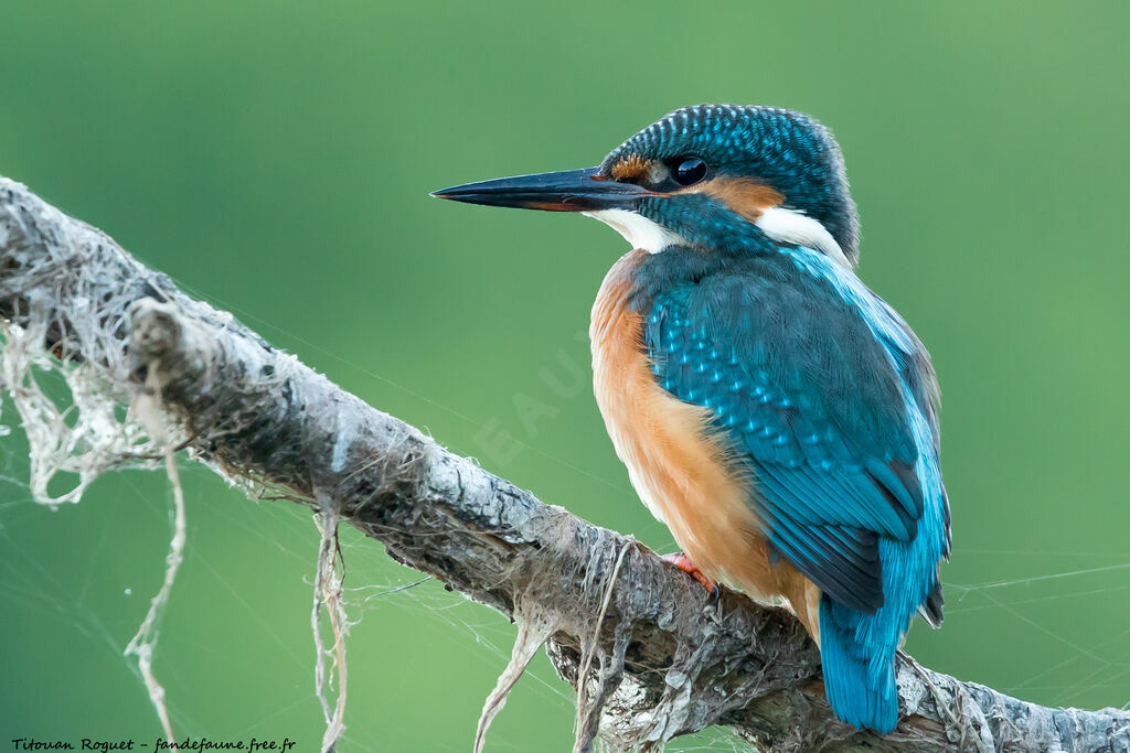 Common Kingfisher