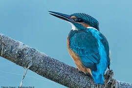 Common Kingfisher