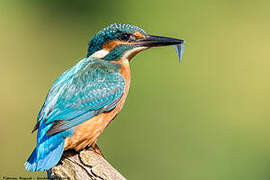 Common Kingfisher