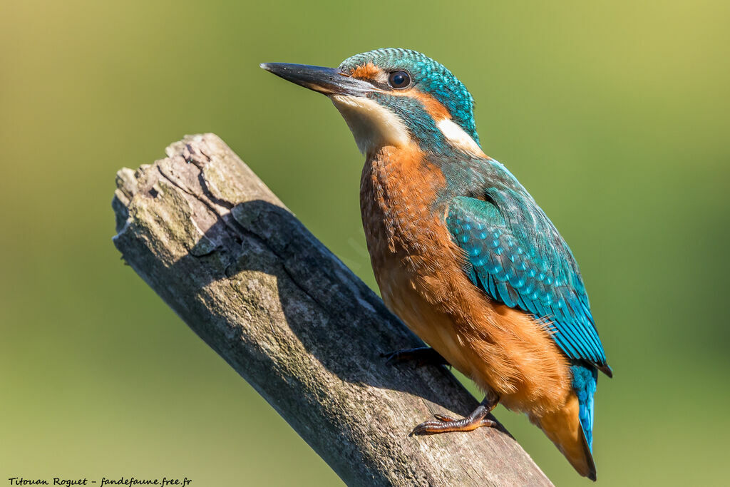 Common Kingfisher