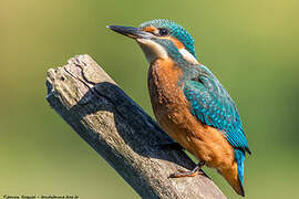 Common Kingfisher