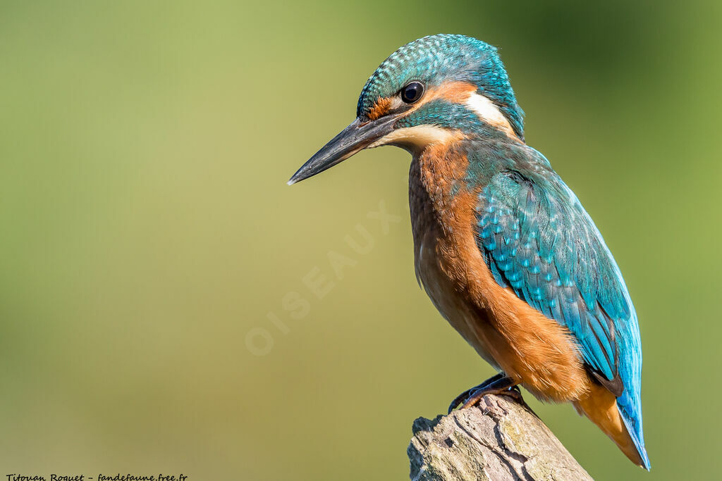 Common Kingfisher