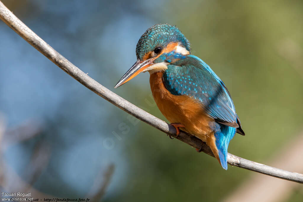 Common Kingfisher female adult transition, identification