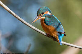 Common Kingfisher